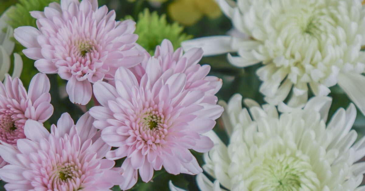 淡いピンクと白の菊の花が咲き誇る花束